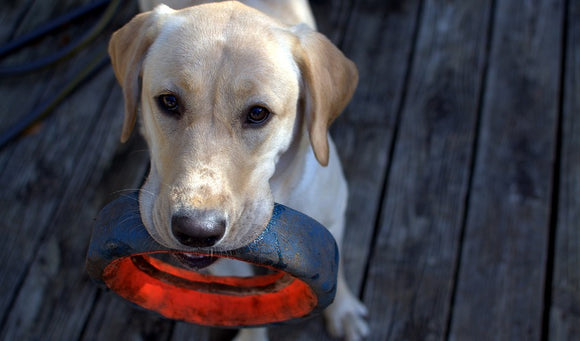Dog Tricks: Four Steps For Teaching Your Dog To Shake