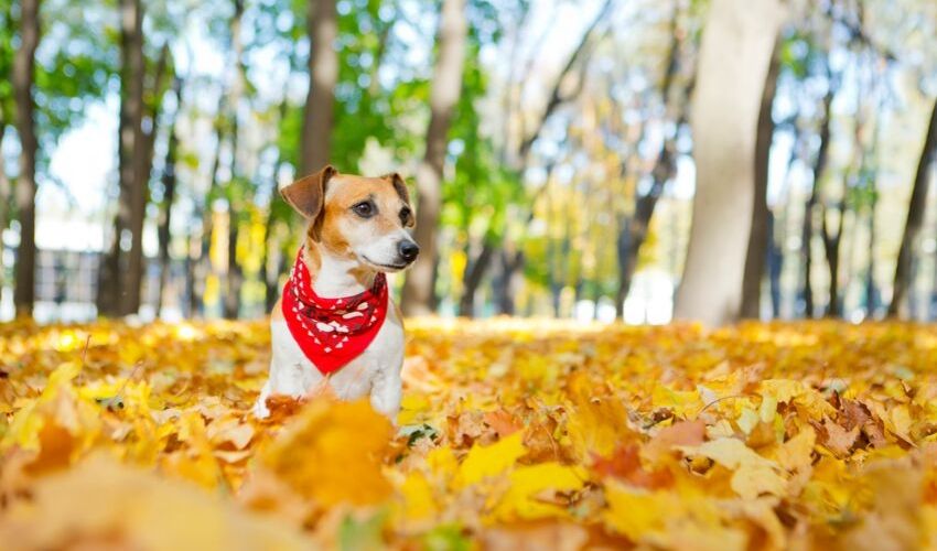 Pets In The Fall Fall Pet Safety Tips