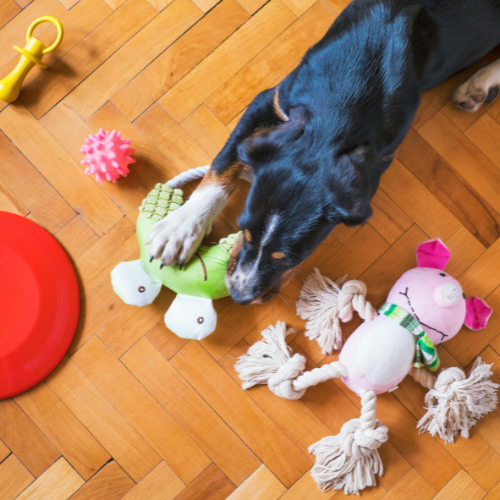 An arial view of a dog surrounded by toys.
