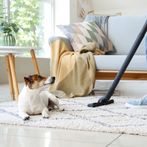 A dog laying in the living room while their owner is vacuuming a rug.