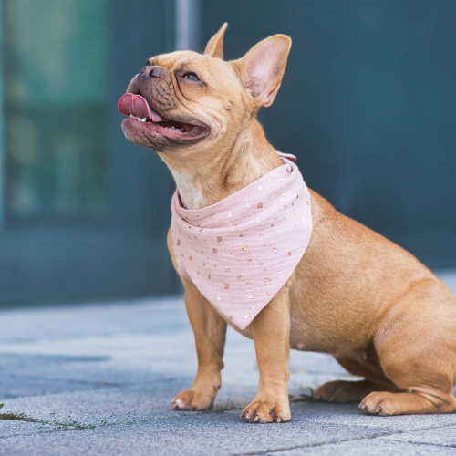 A dog sitting and smiling with a ink bandanna on.