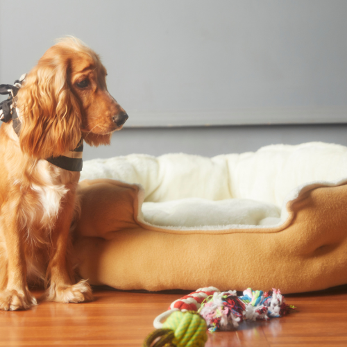 A dog sitting next to a bed and toy.