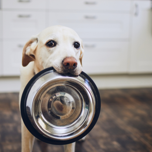 A dog holding a bowl in its mouth.