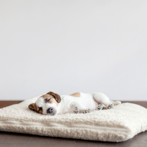 A dog laying on a pet bed.