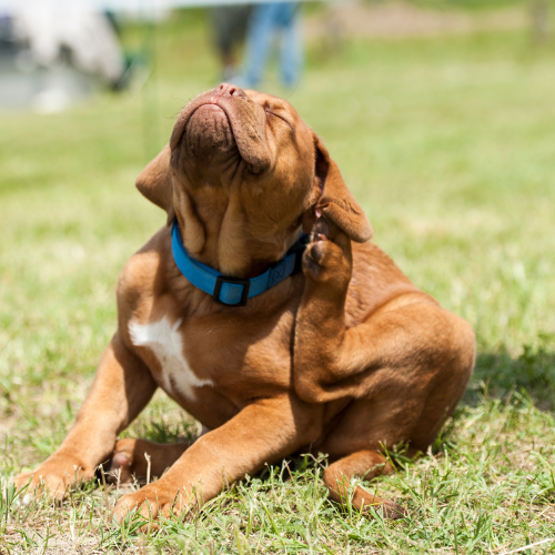 A dog sitting in the grass and itching its ear on a sunny day.