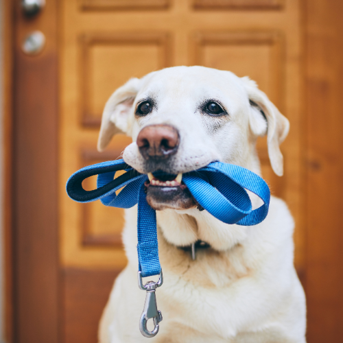 A dog carrying a blue leash in it's mouth.