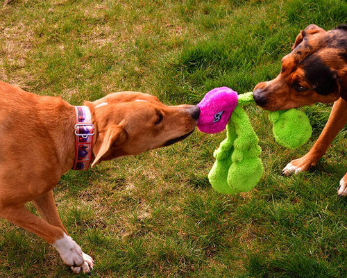 Cycle Dog Duraplush Radish Dog Toy (Fuchsia & Green - 13 x 5 x 1 in.)