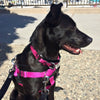 Raspberry Freedom No-Pull Dog Harness