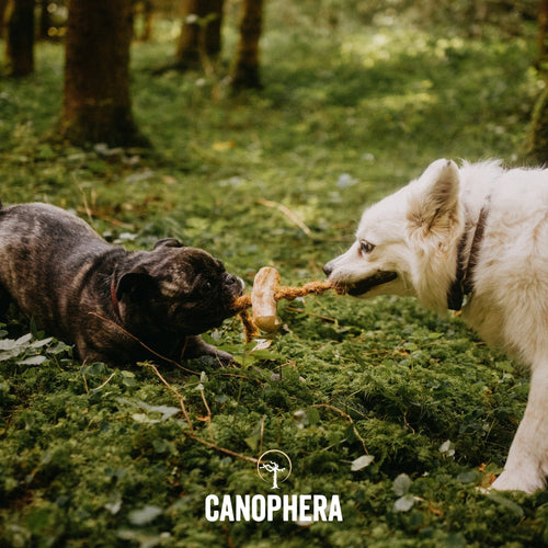 Canophera Coffee+Coco Chews (S: for dogs up to 20 lbs / 10 kg)