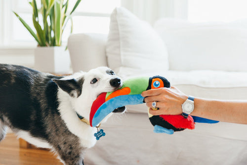 P.L.A.Y. Fetching Flock Tito the Toucan Dog Toy