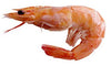 Icelandic+ Mini Shrimp Dog Treat