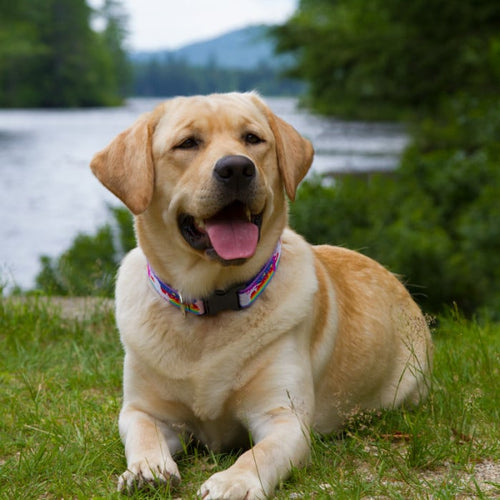 Lupine Pet MicroBatch Dog Collar