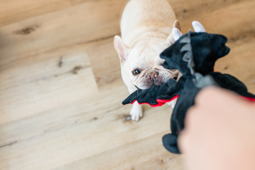 P.L.A.Y.   Willow's Mythical Darby the Dragon Dog Toy