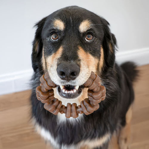 Nylabone Strong Chew Textured Ring Dog Chew Toy