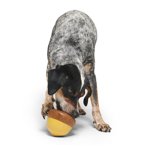 Bark Acornucopia Durable Super Chewer Enrichment Dog Toy