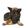Bark Acornucopia Durable Super Chewer Enrichment Dog Toy