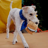Bark More S'mores Plush Tug Dog Toy