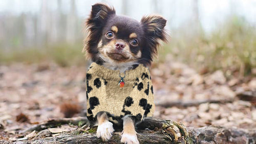Fashion Pet Cosmo Animal Print Sweater