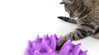 CATCH Interactive Feeder For Cats