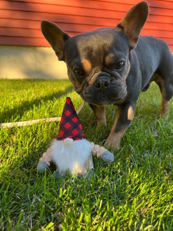 Tall Tails Plaid Gnome with Squeaker Dog Toy